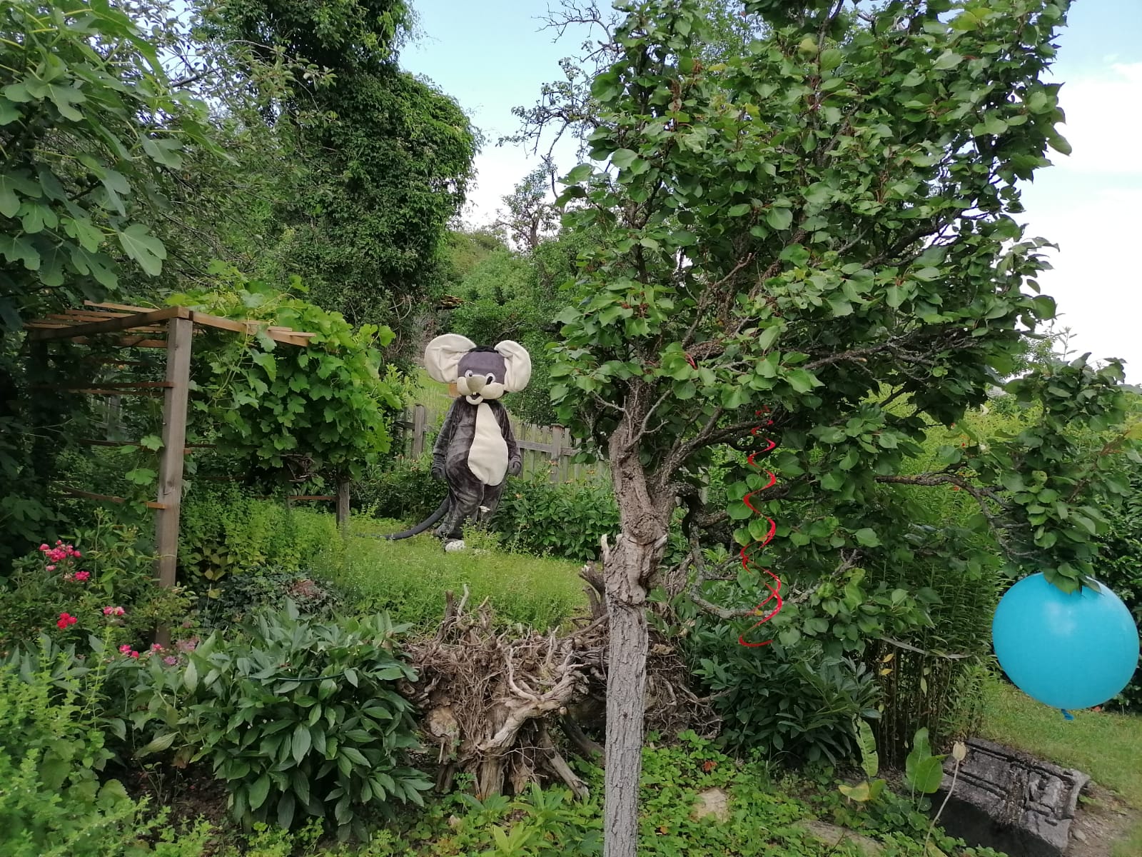 Burgmaus Forfel spaziert durch den Garten